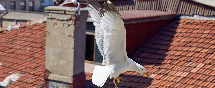 Residential Chimney Animal Removal Solution in Kaukauna, WI